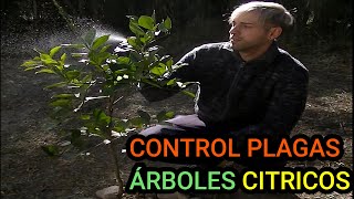 COMBATIR Plagas en Cítricos  Cuidados Árboles Frutales  Insecticida Casero [upl. by Analem]