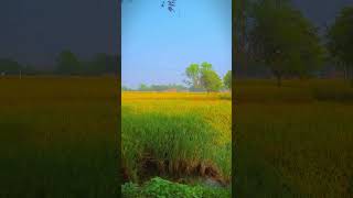 🇮🇳🌱deshi farming video 🌱WhatsApp video my new editing video zamidar khetibadi status vrial [upl. by Ajile]