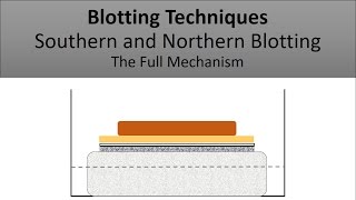 The Principle of Southern Blotting and Northern Blotting Blotting Techniques The Full Mechanism [upl. by Sregor]