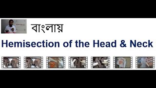 Hemisectionর ফেরিওয়ালা I OralNasal Cranial cavity আর Pharynxর কথা বলা I Waldeyers Ring ও হল বলা [upl. by Ybloc364]