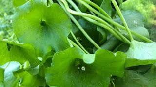 KrazyKATs Sauteed Miners Lettuce claytonia [upl. by Gimpel]