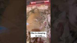 SO CUTE SLEEPING hamsters shortsvideo shortsfeed shortvideo shorts short [upl. by Ornie]