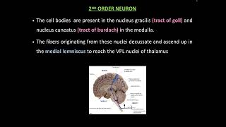 Ascending tracts Dorsal column amp Spinothalamic [upl. by Nnairek]