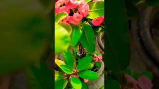 Crown of thorns plant 🌺🌺🪴🪴reels motivation trending garden beautiful flower viralshort [upl. by Anaeda]