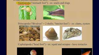 Invertebrate Diversity Part 2 Mollusks A Case Study [upl. by Eidna530]