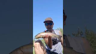 Rapping Trout Feather River rainbowtrout fishing rap [upl. by Boylston715]