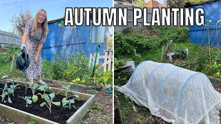 AUTUMN PLANTING  ALLOTMENT GARDENING UK [upl. by Ellehcit]