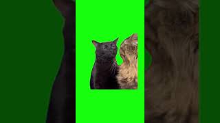 Black Cat Zoning Out green screen [upl. by Enitsua]