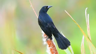 Você conhece o Carretão Agelasticus cyanopus também chamado por dorémipreto e iratauáunicolor [upl. by Ettennek612]