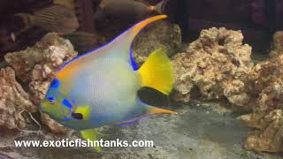 “MASSIVE BLUE” Queen Angelfish [upl. by Niawat]