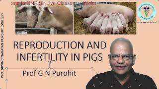 Unraveling the Mysteries of Swine Reproduction [upl. by Market90]