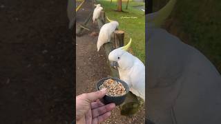 Feeding my loved Birds in the Winter cockatoos viral birds wildlife love winter australia [upl. by Akinit]