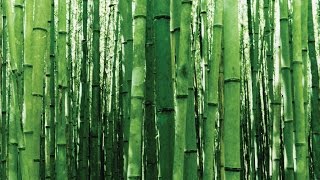 How Fast Does Bamboo Grow [upl. by Gnuhp68]