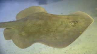 Stingray possibly impregnated by shark about to give birth at NC aquarium [upl. by Ppik219]