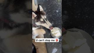 My Dog’s Snack Attack 🚨 shorts dog husky rottweiler trendingsongs [upl. by Giarla]