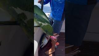 Using technology to find yellowfin tunas in Cabo San Lucas fishing cabo fishingvideo [upl. by Velasco]