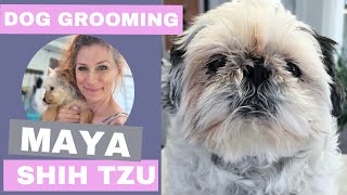 Shihtzu Dog Grooming Full Groom [upl. by Julian]