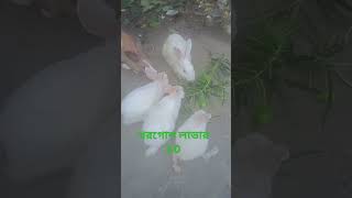 কে কে আমার মত খরগোশ ভালোবাসো তা হলে লাইক করো।।viralshort rabbit like love SanodTechBangla [upl. by Akived824]