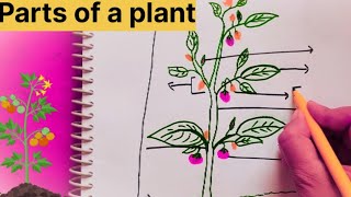 Parts of a plant 🌵 easy learn [upl. by Mauri993]