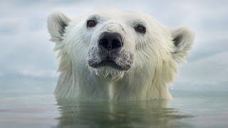 Face To Face With The Polar Bear Wildlife Documentary [upl. by Demetri447]