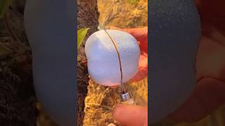 Best relaxing fruit tree farming 🍊 Oddly satisfying fresh kmolatrending🍎cinarviralvideo [upl. by Herwin252]