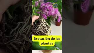 Truco casero para hacer prosperar tus plantas sin gastar dinero [upl. by Ellesor]