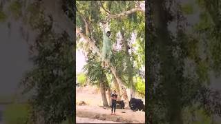 Talented man Hang on tree with one hand only 🫡 viral youtubeshorts shorts trees hanging [upl. by Weidman147]