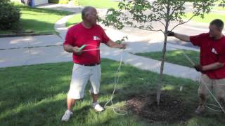 How to Stake a Tree [upl. by Petronilla]