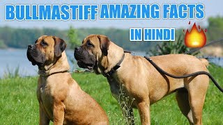 Bullmastiff dog facts  in Hindi  Bullmastiff facts  popular facts [upl. by Devi]