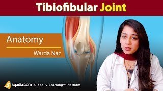 Tibiofibular Joint  Syndesmosis Articulation Ligaments  Human Anatomy  sqadiacom [upl. by Meekyh]