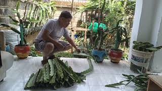 AGRIBUSINESS  PREPARING CUTTINGS TO MEET AN ORDER FROM UGANDA [upl. by Irik]