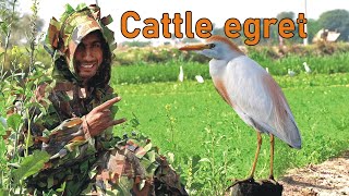 Cattle egret Bagula or White Heron बगुलों के बारे में पूरी जानकारी [upl. by Soneson]