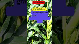 Mesotrione Chemistry Mode of Action and Uses in Agriculture [upl. by Adnyleb830]