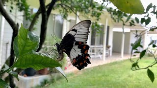 Male amp Female Orchard Swallowtail Butterflies  Egg Laying [upl. by Emyle]