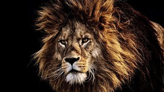 LION OF JUDAH WARFARE PRAYER [upl. by Ecylahs]