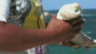 INCREDIBLE SHARK Cyclops albino shark caught off Mexico [upl. by Mauri187]