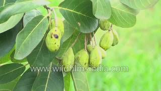 Harad Alale or Chebulic Myrobalan medicinal plant one of the magic triad of ayurveda [upl. by Corson368]