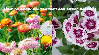 How to grow helichrysum and sweet william flower from seeds [upl. by Hajar]