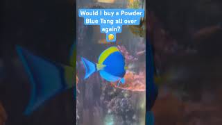 Would I Buy A Powder Blue Tang Again 🤔saltwateraquariumtankfishpowderbluetang [upl. by Gil219]