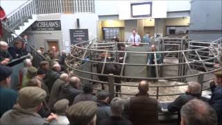 Sale of OTM Cattle at Bakewell Market  Monday 24th February 2014 [upl. by Darrin]