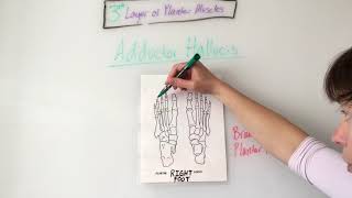 Foot Muscles Anatomy [upl. by Press]