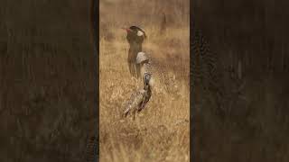 Northern Black Korhaan Brandberg birds birdsinging namibia damaraland [upl. by Latoya]