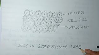 Cell of Rhoeo discolor leaf drawing [upl. by Oluas372]