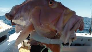 Berserker Meathead Jigs hitting the Baldchin Groper honey hole out from Two Rocks Western Australia [upl. by Ashley444]