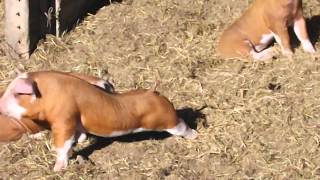 Hereford piglets  super cute [upl. by Seed911]