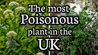 Hemlock water dropwort The most poisonous plant in the UK [upl. by Noived]