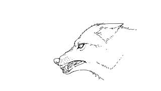 Wolf Snarling Animation test [upl. by Kleon]