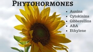 PHYTOHORMONE INTRODUCTION BASIC OF PLANT HORMONE [upl. by Eneirda802]