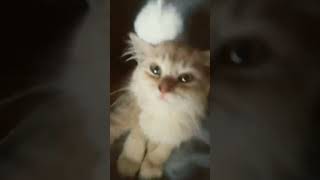 Chipo chapa my cat D [upl. by Cristy]