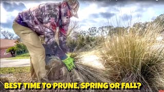 Best way to prune ornamental Grasses  Do you prune ornamental grasses in spring or fall [upl. by Tenrag]